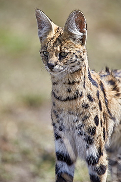 Serval (Felis serval), Ngorongoro Conservation Area, Tanzania, East Africa, Africa