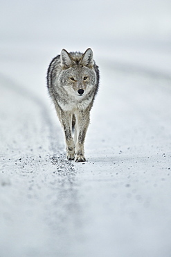 Coyote (Canis latrans) in the snow in winter, Yellowstone National Park, Wyoming, United States of America, North America