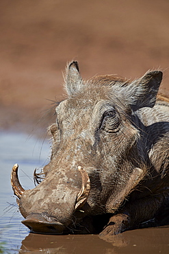 Warthog (Phacochoerus aethiopicus) mud bathing, Ngorongoro Crater, Tanzania, East Africa, Africa