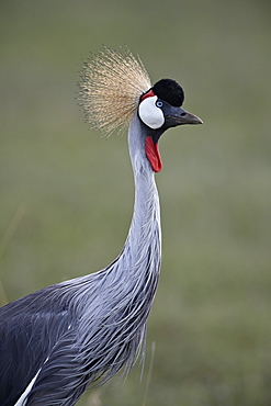 Grey crowned crane (Southern crowned crane) (Balearica regulorum), Ngorongoro Crater, Tanzania, East Africa, Africa