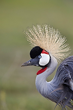 Grey crowned crane (Southern crowned crane) (Balearica regulorum), Ngorongoro Crater, Tanzania, East Africa, Africa