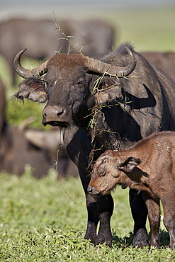 Cape buffalo (African buffalo) (Syncerus caffer) cow and calf, Ngorongoro Crater, Tanzania, East Africa, Africa