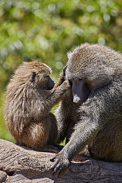 Olive baboon (Papio cynocephalus anubis) juvenile grooming an adult male, Ngorongoro Crater, Tanzania, East Africa, Africa