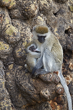 Vervet monkey (Chlorocebus aethiops) mother nursing her infant, Ngorongoro Crater, Tanzania, East Africa, Africa