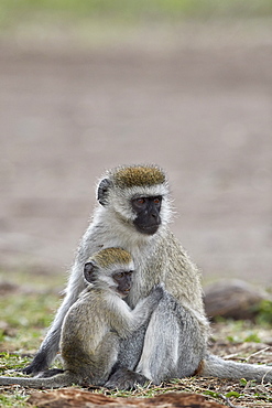 Vervet monkey (Chlorocebus aethiops) nursing, Ngorongoro Crater, Tanzania, East Africa, Africa