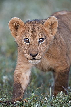 Lion (Panthera leo) cub, Ngorongoro Crater, Tanzania, East Africa, Africa