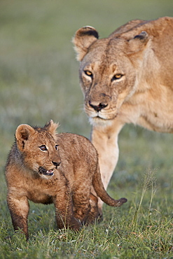 Lion (Panthera leo) cub and its mother, Ngorongoro Crater, Tanzania, East Africa, Africa