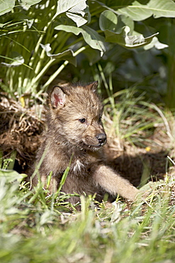 Gray wolf (Canis lupus) pup in captivity, Animals of Montana, Bozeman, Montana, United States of America, North America