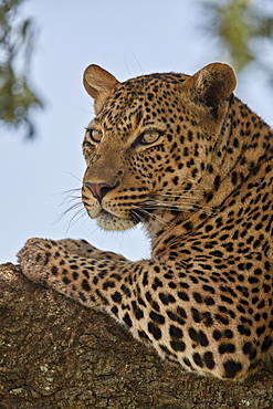 Leopard (Panthera pardus) relaxing in a tree, Serengeti National Park, Tanzania, East Africa, Africa