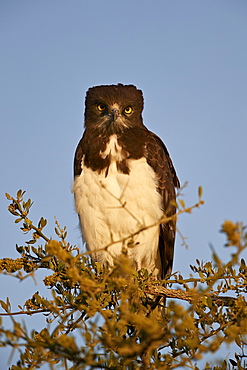 Black-breasted snake eagle (black-chested snake eagle) (Circaetus pectoralis), Serengeti National Park, Tanzania, East Africa, Africa