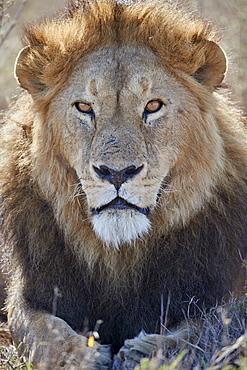 Lion (Panthera leo), Ngorongoro Conservation Area, Tanzania, East Africa, Africa