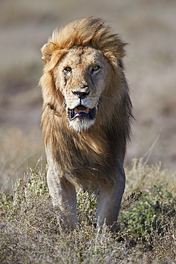 Lion (Panthera leo), Ngorongoro Conservation Area, Tanzania, East Africa, Africa