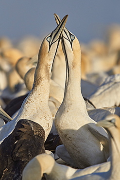 Cape Gannet (Morus capensis) pair necking as part of courtship, Bird Island, Lambert's Bay, South Africa, Africa