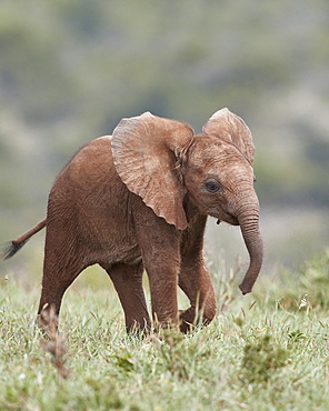 African Elephant (Loxodonta africana), baby running with its ears out, Addo Elephant National Park, South Africa, Africa