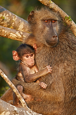 Chacma Baboon (Papio ursinus) mother and infant, Kruger National Park, South Africa, Africa