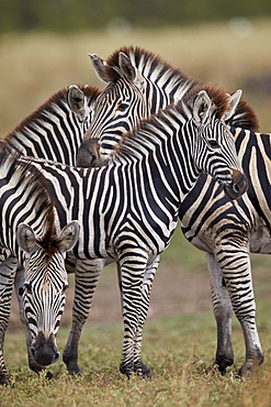 Chapman's Zebra (Plains Zebra) (Equus quagga chapmani), Kruger National Park, South Africa, Africa