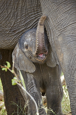 Days-old African Elephant (Loxodonta africana) calf, Kruger National Park, South Africa, Africa