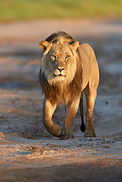 Lion (Panthera leo), Kgalagadi Transfrontier Park, South Africa, Africa