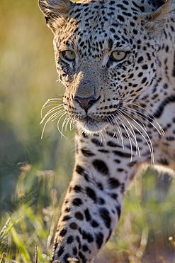 Leopard (Panthera pardus), male, Kgalagadi Transfrontier Park, South Africa, Africa