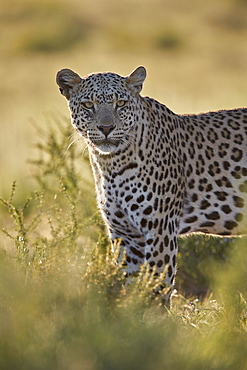 Leopard (Panthera pardus), male, Kgalagadi Transfrontier Park, South Africa, Africa