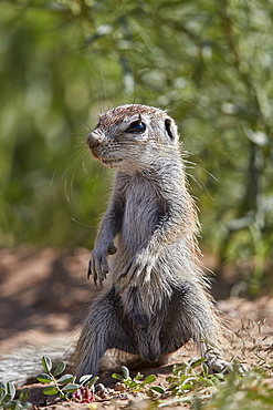 Cape ground squirrel (Xerus inauris), juvenile, Kgalagadi Transfrontier Park, South Africa, Africa