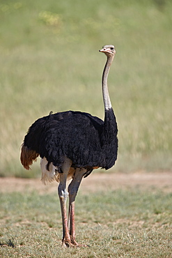 Common ostrich (Struthio camelus), male in breeding plumage, Kgalagadi Transfrontier Park, South Africa, Africa
