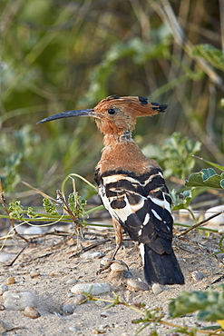 African hoopoe (Upupa africana), Kgalagadi Transfrontier Park, South Africa, Africa