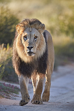 Lion (Panthera leo), Kgalagadi Transfrontier Park, South Africa, Africa