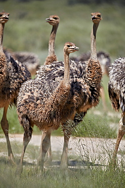 Immature common ostrich (Struthio camelus), Kgalagadi Transfrontier Park, South Africa, Africa