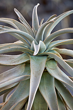 Quiver tree (Kokerboom) (Aloe dichotoma) leaves, Gannabos, Namakwa, Namaqualand, South Africa, Africa