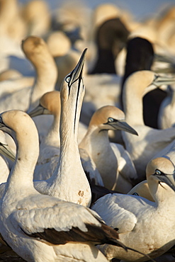 Cape Gannet (Morus capensis) displaying, Bird Island, Lambert's Bay, South Africa, Africa