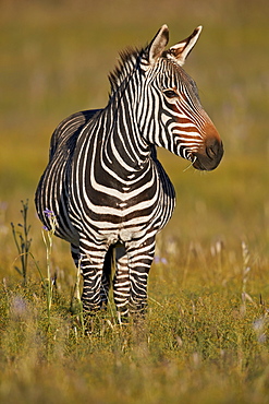 Cape Mountain Zebra (Equus zebra zebra), pregnant female, Mountain Zebra National Park, South Africa, Africa