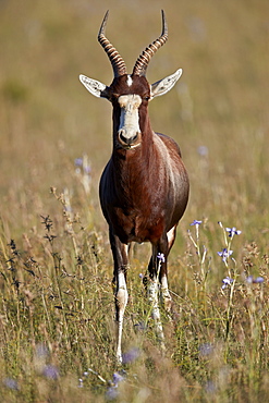 Blesbok (Damaliscus pygargus phillipsi), male, Mountain Zebra National Park, South Africa, Africa