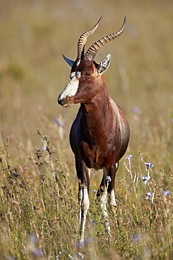 Blesbok (Damaliscus pygargus phillipsi), male, Mountain Zebra National Park, South Africa, Africa