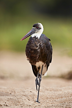 Woolly-necked Stork (Ciconia episcopus), Kruger National Park, South Africa, Africa