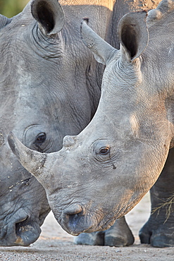 White Rhinoceros (Ceratotherium simum), Kruger National Park, South Africa, Africa