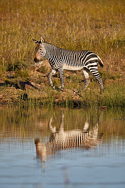 Cape Mountain Zebra (Equus zebra zebra) with reflection, Mountain Zebra National Park, South Africa, Africa