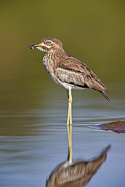 Water Thickknee (Water Dikkop) (Burhinus vermiculatus), Kruger National Park, South Africa, Africa