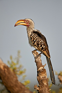 Southern Yellow-billed Hornbill (Tockus leucomelas), Kruger National Park, South Africa, Africa