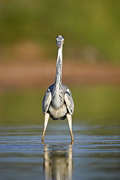 Gray Heron (Grey Heron) (Ardea cinerea), Kruger National Park, South Africa, Africa