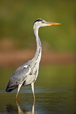 Gray Heron (Grey Heron) (Ardea cinerea), Kruger National Park, South Africa, Africa