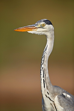 Gray Heron (Grey Heron) (Ardea cinerea), Kruger National Park, South Africa, Africa