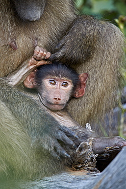 Infant Chacma Baboon (Papio ursinus), Kruger National Park, South Africa, Africa