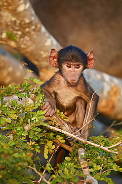 Infant Chacma Baboon (Papio ursinus), Kruger National Park, South Africa, Africa