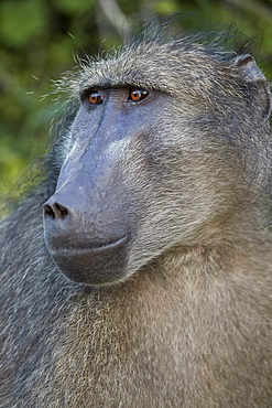 Chacma Baboon (Papio ursinus), Kruger National Park, South Africa, Africa