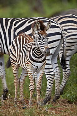 Chapman's Zebra (Plains Zebra) (Equus quagga chapmani) foal, Kruger National Park, South Africa, Africa