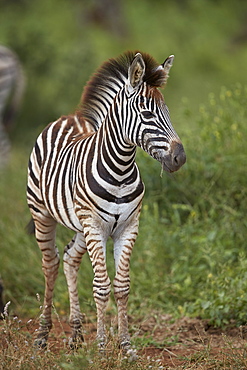 Chapman's Zebra (Plains Zebra) (Equus quagga chapmani) foal, Kruger National Park, South Africa, Africa