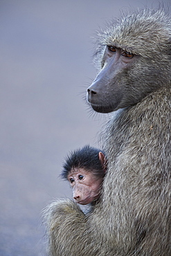 Chacma Baboon (Papio ursinus) mother and infant, Kruger National Park, South Africa, Africa