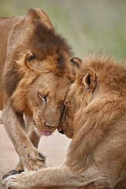 Two male Lion (Panthera leo) greeting each other, Kruger National Park, South Africa, Africa