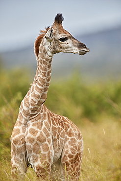 Cape Giraffe (Giraffa camelopardalis giraffa) baby, Kruger National Park, South Africa, Africa